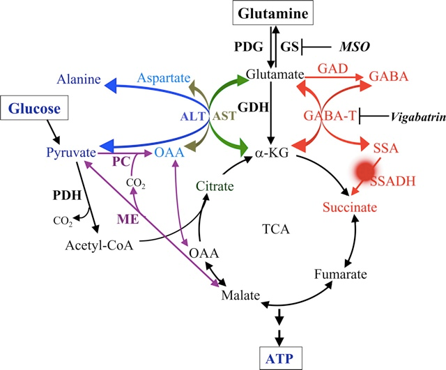 SSADH Deficiency